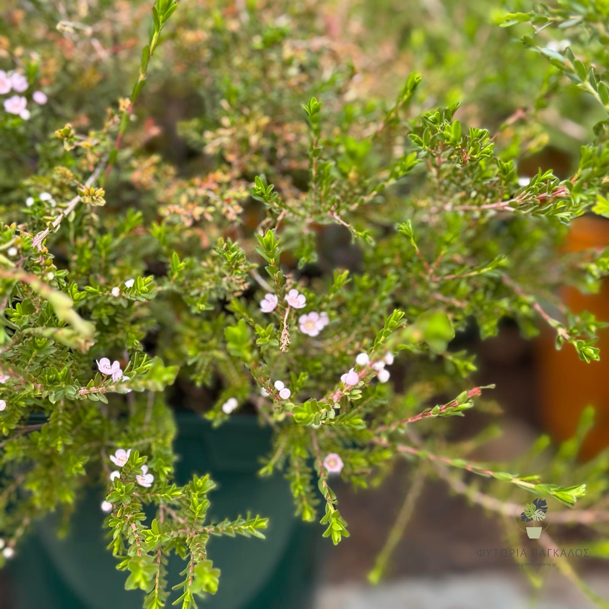 ΘΡΥΠΤΟΜΕΝΗ – Thryptomene saxicola - 2